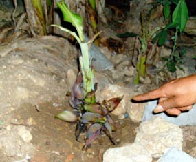 Anak Pisang Bertandan 5 Gegerkan Warga Sumenep
