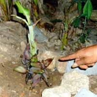 Anak Pisang Bertandan 5 Gegerkan Warga Sumenep