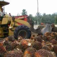 47 Ribu Hektar Lahan Sawit DL Sitorus Segera Dieksekusi