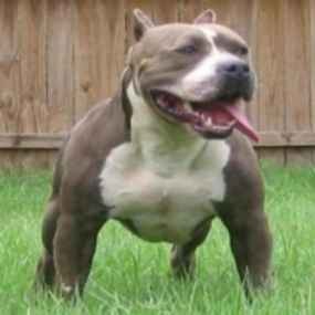Pertahankan Diri Bocah 11 Tahun Gigit Anjing Pitbull