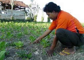 50 Hektar Tanaman Tembakau di Sumenep Gagal Panen