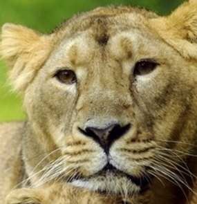 2 Perempuan Tewas Disantap Singa