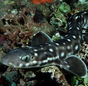 Dicari! Hiu Indonesia yang Rajin Beranak