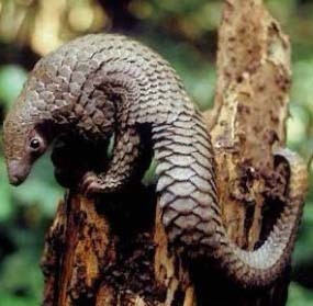 Polri Bongkar Pengolahan Trenggiling Terbesar di Asia