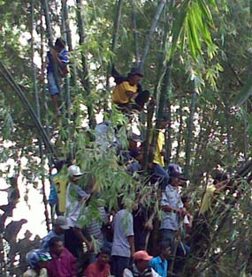 Jebol Pagar Bambu, Warga Semakin Tidak Terkendali
