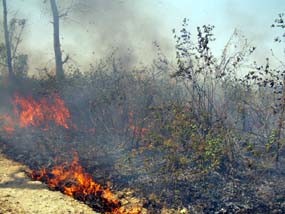 Dua Hektar Hutan Jati di Tuban Terbakar