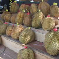 Buah Berduri Yang Digemari 