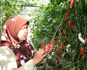 Cabe Baru Kaya Nutrisi