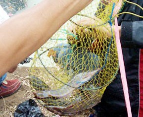 5 Kwintal Lele untuk Bersihkan Kali