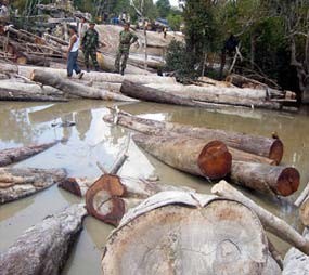 ICW Cs Desak Pelaku Illegal Logging Dijerat UU Korupsi