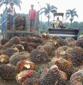 India Siap Turunkan Bea Masuk CPO dan RPO Indonesia
