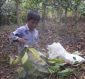 Cari Tambahan Rezeki, Warga Mengais Sisa Biji Kopi