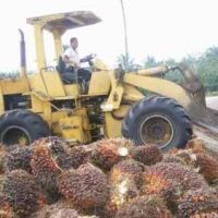 Pengusaha CPO Jangan Mau Menang Sendiri