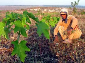 Ribuan Jarak Siap Petik Ditelantarkan