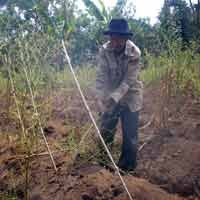 Petani Cabe di Malang Gagal Panen