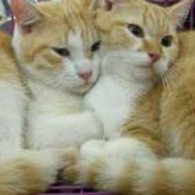 Terkubur di Bawah Bathtub 7 Minggu, Bonny Tetap Hidup