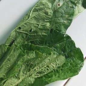 Makanan Berserat Menunda Lapar