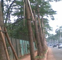Pohon Palem di Pondok Indah Ancam Nyawa