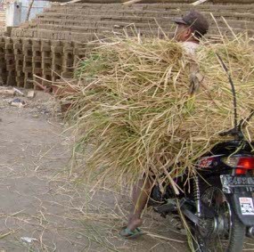 Panen Gagal , Padi Super Toy di Madiun Buat Pakan Ternak