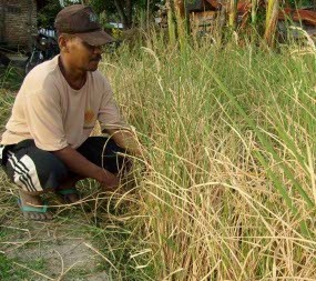 Padi Super Toy di Madiun Juga Tak Bisa Dipanen