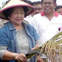 PDIP: Super Toy Terburu-buru, Padi MSP Sudah Teruji