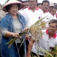Belum Bersertifikat, Padi MSP Cukup Berhasil di Bali