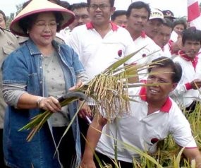 Belum Bersertifikat, Padi MSP Cukup Berhasil di Bali