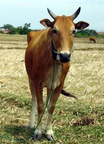 Kota Malang Dijamin Bebas dari Daging Gelonggongan