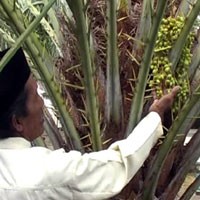 Dipercaya Bawa Berkah, Pohon Kurma Tumbuh Saat Ramadan