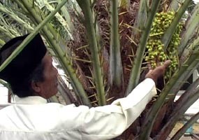 Dipercaya Bawa Berkah, Pohon Kurma Tumbuh Saat Ramadan
