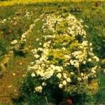 City Of Flowers