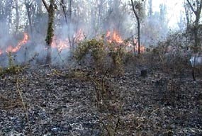 60 Hektar Hutan Jati Mojokerto Kembali Terbakar