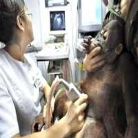 Bayi Orangutan & Anak Singa Jadi Korban Susu Bermelamine