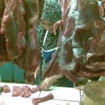 H-1 Lebaran, Harga Daging Sapi Melonjak