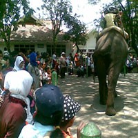 Kebun Binatang Surabaya Dijubeli Pengujung