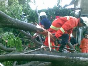 Pohon Tumbang Timpa Dua Gadis di Cinere 