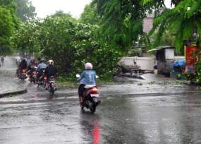 Hujan Deras dan Pohon Tumbang Macetkan Lalin di Semarang