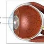 Usia Panjang, Penyakit Makin Banyak