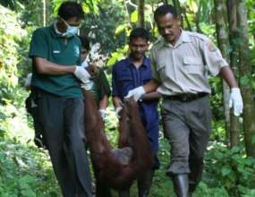 Tujuh Orangutan Sumatera Dikirim ke Jambi