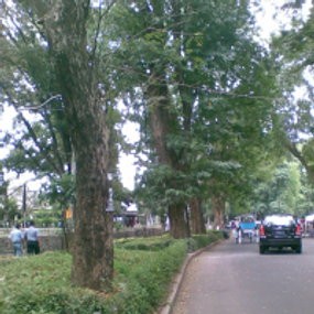 Musim Penghujan Datang, Pohon Tua di Bandung Akan Dipangkas