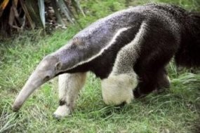 Politik Bangkok Panas, Trenggiling Berlibur 3 Bulan