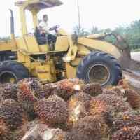 Harga Sawit Anjlok Gara-gara Panen Kedelai dan Bunga Matahari