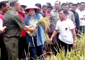 PDIP Kaget Padi MSP Dibakar Petani Banyumas