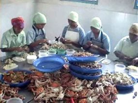 Eksportir Rajungan Mencoba Bertahan dari Krisis Global