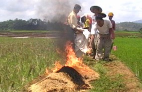 DPC PDIP Banyumas Akhirnya Beli Padi MSP dari Petani