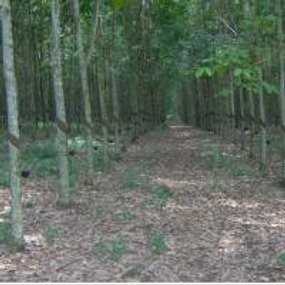 Krisis Global Pukul Harga Karet Petani Lokal