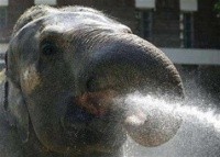 Ada Gajah Kecanduan Heroin!