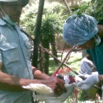 300 Unggas di Bonbin Bandung Divaksin Flu Burung