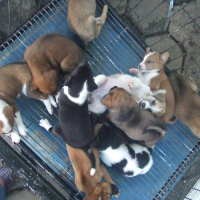 Anjing dan Kucing di Trotoar Jalan Rajiman