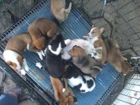 Anjing dan Kucing di Trotoar Jalan Rajiman